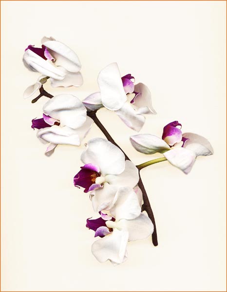 Dying Orchid - 1 final_1.jpg